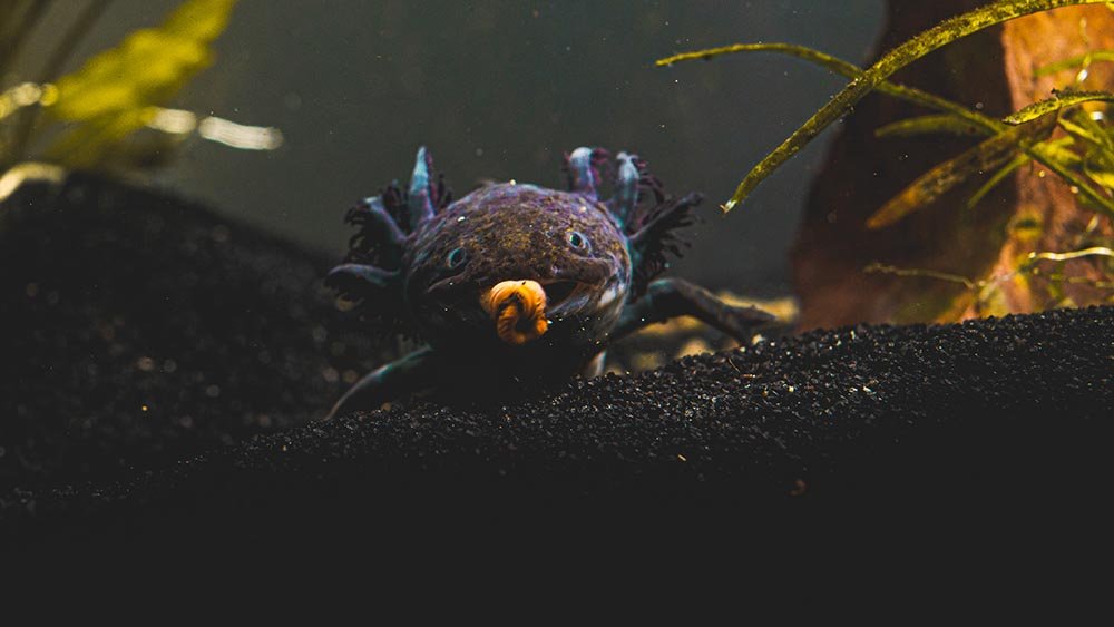 Axolotl Life Expectancy​