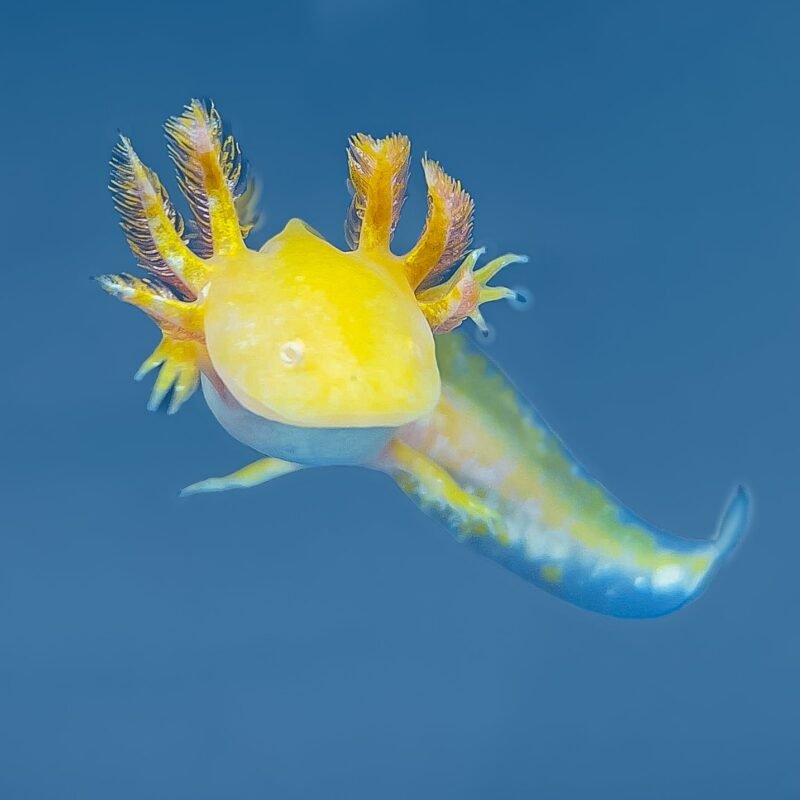 1BDF385C 09AB 49AA ADF1 C16B9E60E509