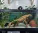 Axolotl Aquarium Setup