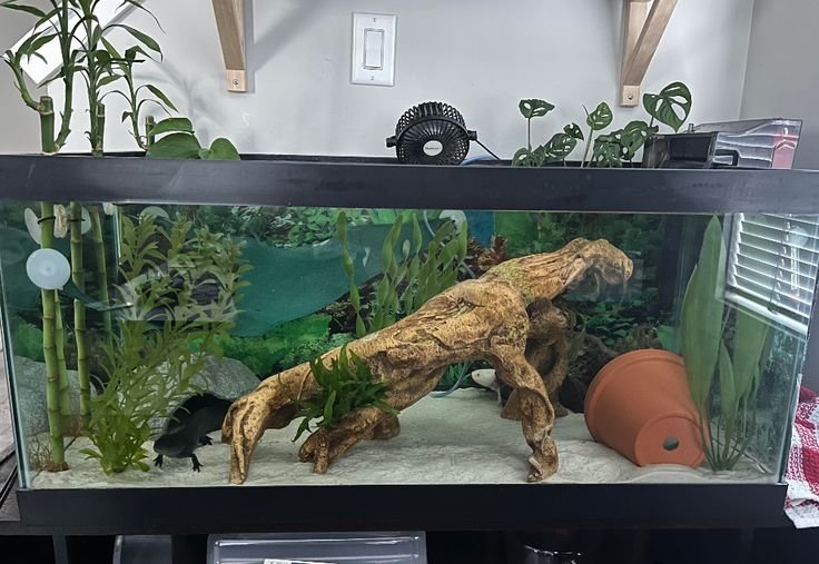 Axolotl Aquarium Setup