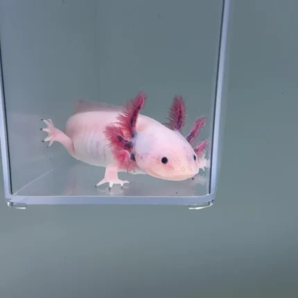 Charley (Male)