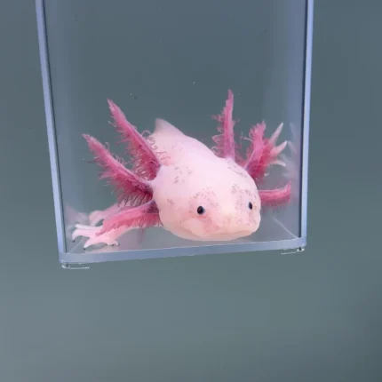 Dave (Male)