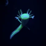 GFP Axolotls