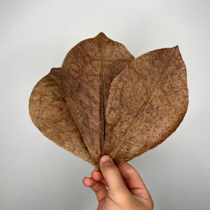 Indian Almond Leaves