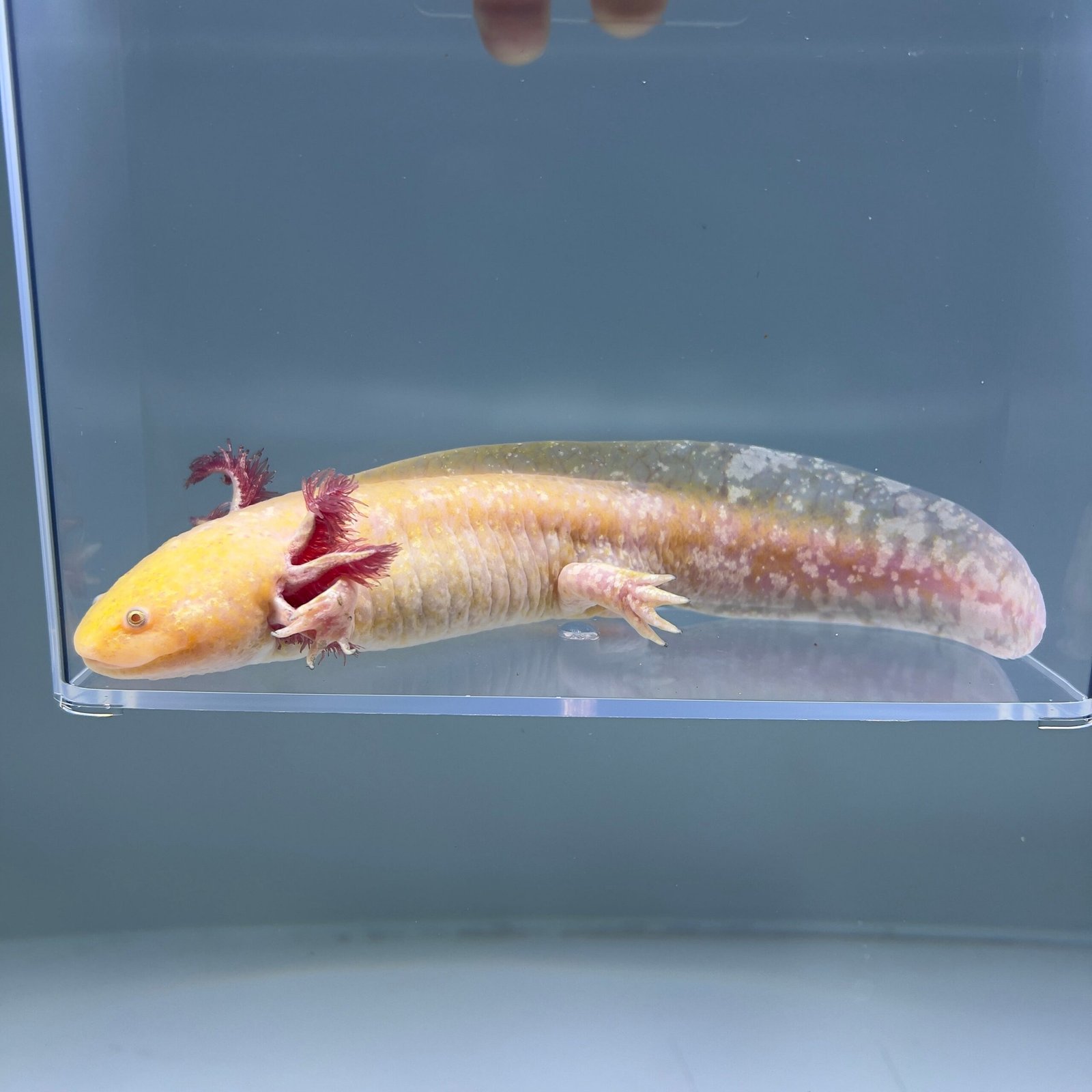 IMG 2929 scaled