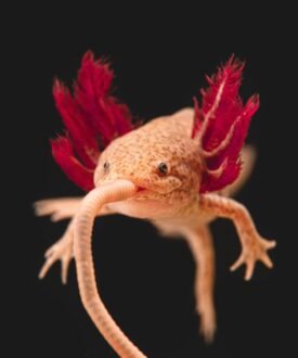 Axolotl for Sale