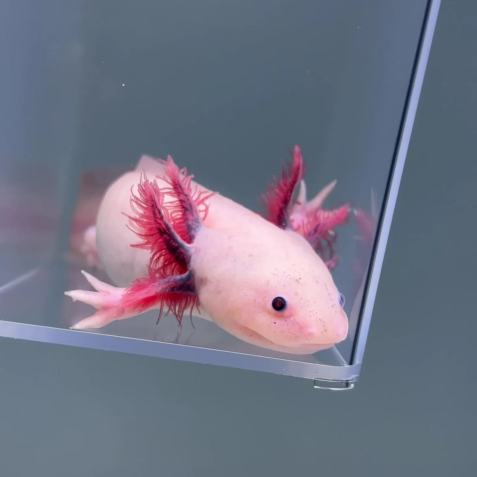 Zebulun Male 1536x1536 1