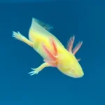 Named Axolotls