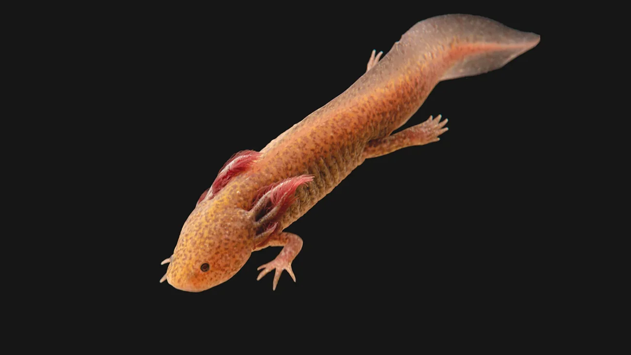 Where Do Axolotls Live