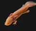 Where Do Axolotls Live