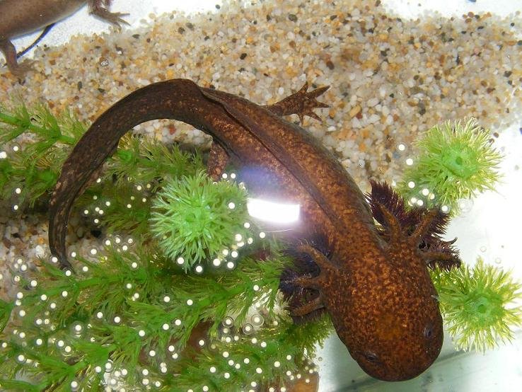 do axolotls lay eggs​