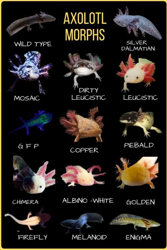 what colors are axolotls​