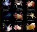 what colors are axolotls​