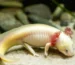 Do Axolotls Have Teeth​