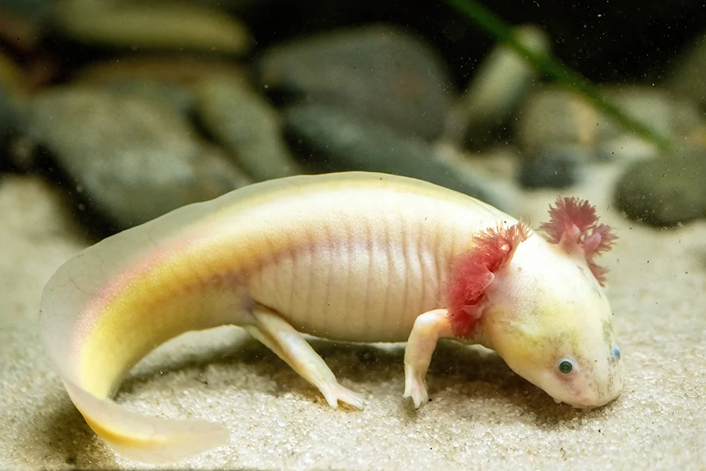 Do Axolotls Have Teeth​